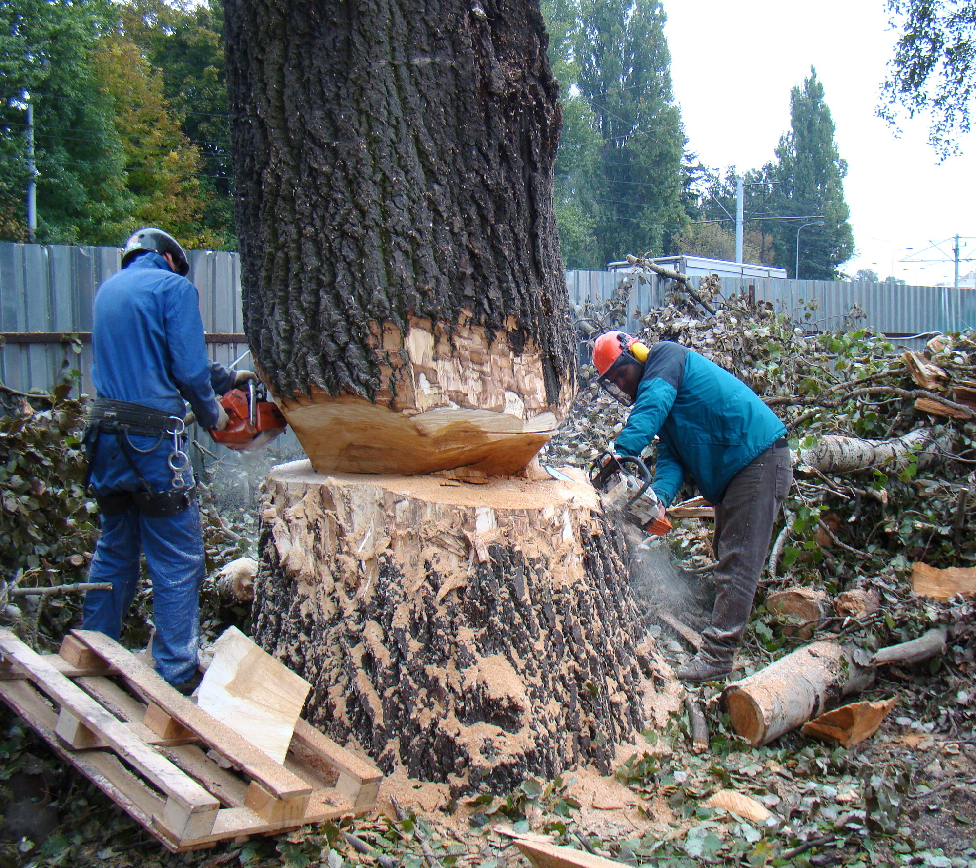 Wycinka drzew Bydgoszcz